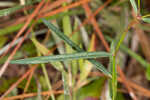 Summer spurge